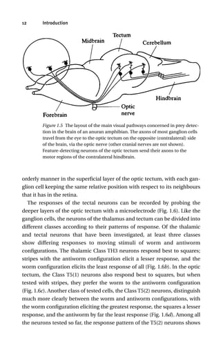 Techtum Pattern Nerve Cells And Animal Behaviour 2nd Edition Peter J Simmons | PDF