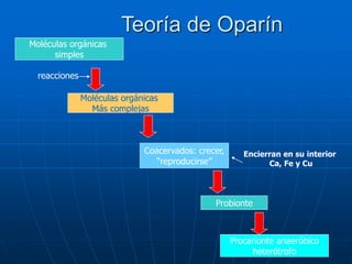 Teoría de Oparín
Moléculas orgánicas
simples
reacciones
Moléculas orgánicas
Más complejas
Coacervados: crecer,
“reproducirse”
Probionte
Procarionte anaeróbico
heterótrofo
Encierran en su interior
Ca, Fe y Cu
 