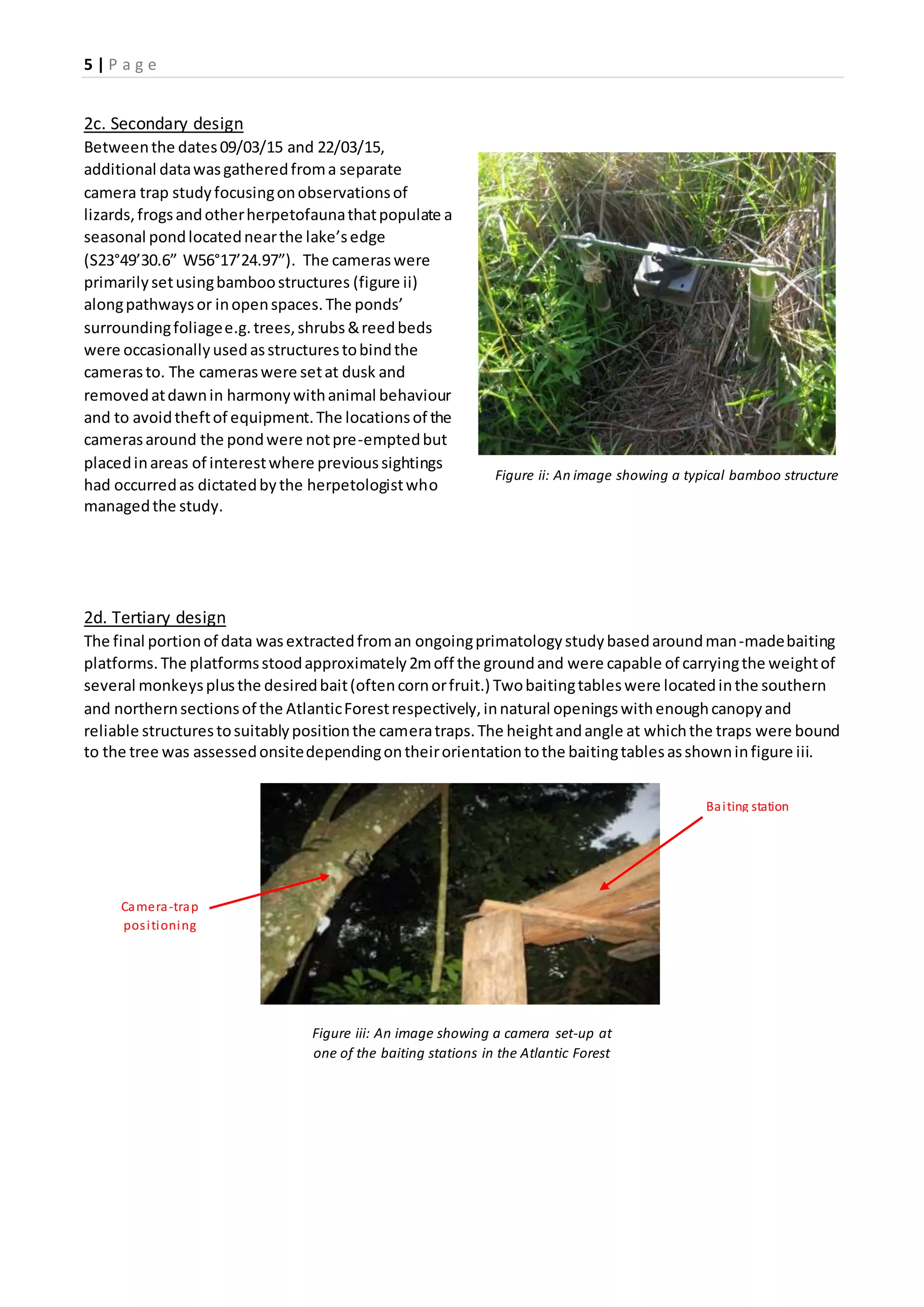 5 | P a g e
2c. Secondary design
Betweenthe dates09/03/15 and 22/03/15,
additional datawasgatheredfroma separate
camera trap studyfocusingonobservationsof
lizards,frogsandotherherpetofaunathatpopulate a
seasonal pondlocatednearthe lake’sedge
(S23°49’30.6” W56°17’24.97”). The cameraswere
primarilysetusingbamboostructures (figure ii)
alongpathwaysor inopenspaces.The ponds’
surroundingfoliagee.g.trees,shrubs&reedbeds
were occasionallyusedasstructurestobindthe
camerasto. The cameraswere setat dusk and
removedatdawnin harmonywithanimal behaviour
and to avoidtheftof equipment.The locationsof the
camerasaround the pondwere notpre-emptedbut
placedinareas of interestwhere previoussightings
had occurredas dictatedbythe herpetologistwho
managedthe study.
2d. Tertiary design
The final portionof data wasextractedfroman ongoingprimatologystudybasedaroundman-madebaiting
platforms.The platformsstoodapproximately2moff the groundand were capable of carryingthe weightof
several monkeysplusthe desiredbait(oftencornorfruit.) Twobaitingtableswere locatedinthe southern
and northernsectionsof the AtlanticForestrespectively,innatural openingswithenoughcanopyand
reliable structurestosuitablypositionthe cameratraps.The heightandangle at whichthe traps were bound
to the tree was assessedonsitedependingontheirorientationtothe baitingtablesasshowninfigure iii.
Figure ii: An image showing a typical bamboo structure
Figure iii: An image showing a camera set-up at
one of the baiting stations in the Atlantic Forest
Baiting station
Camera-trap
positioning
 