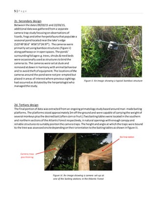 5 | P a g e
2c. Secondary design
Betweenthe dates09/03/15 and 22/03/15,
additional datawasgatheredfroma separate
camera trap studyfocusingonobservationsof
lizards,frogsandotherherpetofaunathatpopulate a
seasonal pondlocatednearthe lake’sedge
(S23°49’30.6” W56°17’24.97”). The cameraswere
primarilysetusingbamboostructures (figure ii)
alongpathwaysor inopenspaces.The ponds’
surroundingfoliagee.g.trees,shrubs&reedbeds
were occasionallyusedasstructurestobindthe
camerasto. The cameraswere setat dusk and
removedatdawnin harmonywithanimal behaviour
and to avoidtheftof equipment.The locationsof the
camerasaround the pondwere notpre-emptedbut
placedinareas of interestwhere previoussightings
had occurredas dictatedbythe herpetologistwho
managedthe study.
2d. Tertiary design
The final portionof data wasextractedfroman ongoingprimatologystudybasedaroundman-madebaiting
platforms.The platformsstoodapproximately2moff the groundand were capable of carryingthe weightof
several monkeysplusthe desiredbait(oftencornorfruit.) Twobaitingtableswere locatedinthe southern
and northernsectionsof the AtlanticForestrespectively,innatural openingswithenoughcanopyand
reliable structurestosuitablypositionthe cameratraps.The heightandangle at whichthe traps were bound
to the tree was assessedonsitedependingontheirorientationtothe baitingtablesasshowninfigure iii.
Figure ii: An image showing a typical bamboo structure
Figure iii: An image showing a camera set-up at
one of the baiting stations in the Atlantic Forest
Baiting station
Camera-trap
positioning
 