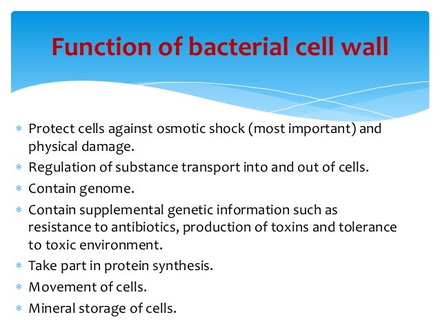 cell wall