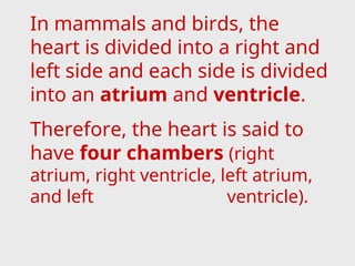 In mammals and birds, the
heart is divided into a right and
left side and each side is divided
into an atrium and ventricle.
Therefore, the heart is said to
have four chambers (right
atrium, right ventricle, left atrium,
and left ventricle).
 