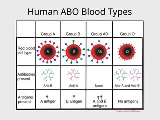 Human ABO Blood Types
Image courtesy of Wikipedia.
 