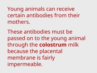 Young animals can receive
certain antibodies from their
mothers.
These antibodies must be
passed on to the young animal
through the colostrum milk
because the placental
membrane is fairly
impermeable.
 