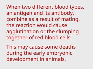 When two different blood types,
an antigen and its antibody,
combine as a result of mating,
the reaction would cause
agglutination or the clumping
together of red blood cells.
This may cause some deaths
during the early embryonic
development in animals.
 