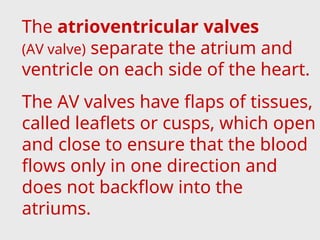The atrioventricular valves
(AV valve) separate the atrium and
ventricle on each side of the heart.
The AV valves have flaps of tissues,
called leaflets or cusps, which open
and close to ensure that the blood
flows only in one direction and
does not backflow into the
atriums.
 