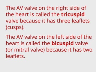 The AV valve on the right side of
the heart is called the tricuspid
valve because it has three leaflets
(cusps).
The AV valve on the left side of the
heart is called the bicuspid valve
(or mitral valve) because it has two
leaflets.
 