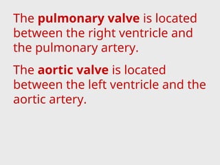 The pulmonary valve is located
between the right ventricle and
the pulmonary artery.
The aortic valve is located
between the left ventricle and the
aortic artery.
 