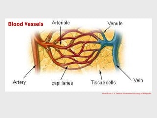 Photo from U. S. Federal Government courtesy of Wikipedia.
Blood Vessels
 