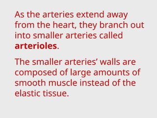 As the arteries extend away
from the heart, they branch out
into smaller arteries called
arterioles.
The smaller arteries’ walls are
composed of large amounts of
smooth muscle instead of the
elastic tissue.
 