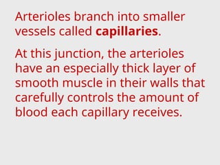 Arterioles branch into smaller
vessels called capillaries.
At this junction, the arterioles
have an especially thick layer of
smooth muscle in their walls that
carefully controls the amount of
blood each capillary receives.
 