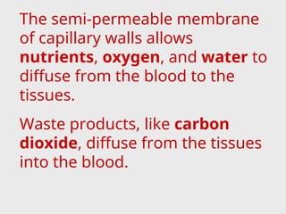 The semi-permeable membrane
of capillary walls allows
nutrients, oxygen, and water to
diffuse from the blood to the
tissues.
Waste products, like carbon
dioxide, diffuse from the tissues
into the blood.
 