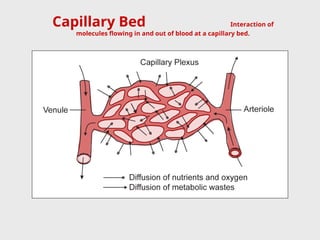 Capillary Bed Interaction of
molecules flowing in and out of blood at a capillary bed.
 