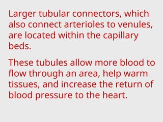 Larger tubular connectors, which
also connect arterioles to venules,
are located within the capillary
beds.
These tubules allow more blood to
flow through an area, help warm
tissues, and increase the return of
blood pressure to the heart.
 
