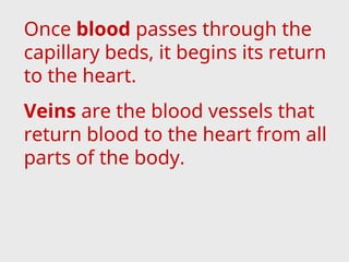 Once blood passes through the
capillary beds, it begins its return
to the heart.
Veins are the blood vessels that
return blood to the heart from all
parts of the body.
 
