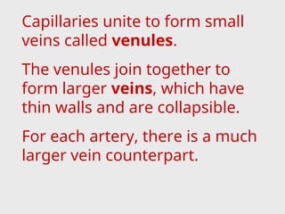Capillaries unite to form small
veins called venules.
The venules join together to
form larger veins, which have
thin walls and are collapsible.
For each artery, there is a much
larger vein counterpart.
 
