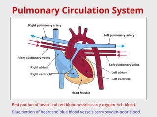 Pulmonary Circulation System
Red portion of heart and red blood vessels carry oxygen-rich blood.
Blue portion of heart and blue blood vessels carry oxygen-poor blood.
 