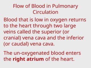 Blood that is low in oxygen returns
to the heart through two large
veins called the superior (or
cranial) vena cava and the inferior
(or caudal) vena cava.
The un-oxygenated blood enters
the right atrium of the heart.
Flow of Blood in Pulmonary
Circulation
 