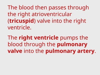The blood then passes through
the right atrioventricular
(tricuspid) valve into the right
ventricle.
The right ventricle pumps the
blood through the pulmonary
valve into the pulmonary artery.
 