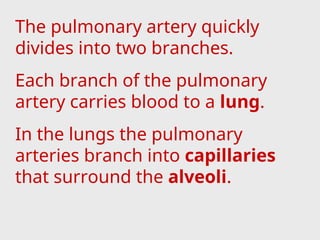 The pulmonary artery quickly
divides into two branches.
Each branch of the pulmonary
artery carries blood to a lung.
In the lungs the pulmonary
arteries branch into capillaries
that surround the alveoli.
 