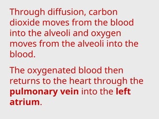 Through diffusion, carbon
dioxide moves from the blood
into the alveoli and oxygen
moves from the alveoli into the
blood.
The oxygenated blood then
returns to the heart through the
pulmonary vein into the left
atrium.
 