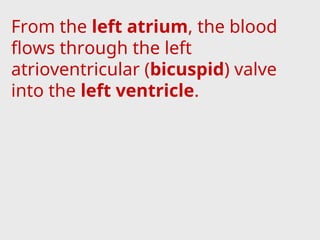 From the left atrium, the blood
flows through the left
atrioventricular (bicuspid) valve
into the left ventricle.
 