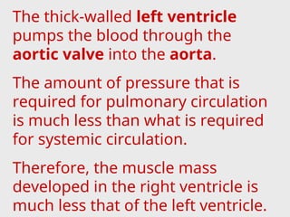 The thick-walled left ventricle
pumps the blood through the
aortic valve into the aorta.
The amount of pressure that is
required for pulmonary circulation
is much less than what is required
for systemic circulation.
Therefore, the muscle mass
developed in the right ventricle is
much less that of the left ventricle.
 