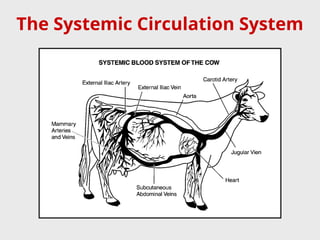 The Systemic Circulation System
 