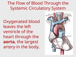 The Flow of Blood Through the
Systemic Circulatory System
Oxygenated blood
leaves the left
ventricle of the
heart through the
aorta, the largest
artery in the body.
 