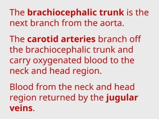 The brachiocephalic trunk is the
next branch from the aorta.
The carotid arteries branch off
the brachiocephalic trunk and
carry oxygenated blood to the
neck and head region.
Blood from the neck and head
region returned by the jugular
veins.
 