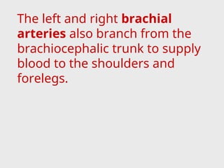 The left and right brachial
arteries also branch from the
brachiocephalic trunk to supply
blood to the shoulders and
forelegs.
 