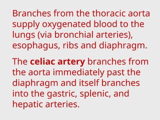 Branches from the thoracic aorta
supply oxygenated blood to the
lungs (via bronchial arteries),
esophagus, ribs and diaphragm.
The celiac artery branches from
the aorta immediately past the
diaphragm and itself branches
into the gastric, splenic, and
hepatic arteries.
 