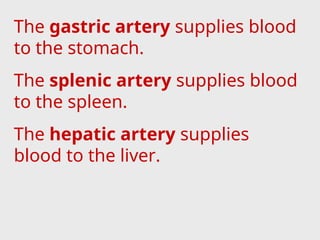 The gastric artery supplies blood
to the stomach.
The splenic artery supplies blood
to the spleen.
The hepatic artery supplies
blood to the liver.
 