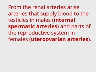 From the renal arteries arise
arteries that supply blood to the
testicles in males (internal
spermatic arteries) and parts of
the reproductive system in
females (uteroovarian arteries).
 