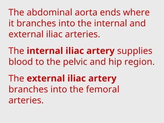 The abdominal aorta ends where
it branches into the internal and
external iliac arteries.
The internal iliac artery supplies
blood to the pelvic and hip region.
The external iliac artery
branches into the femoral
arteries.
 