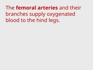 The femoral arteries and their
branches supply oxygenated
blood to the hind legs.
 