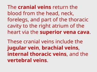 The cranial veins return the
blood from the head, neck,
forelegs, and part of the thoracic
cavity to the right atrium of the
heart via the superior vena cava.
These cranial veins include the
jugular vein, brachial veins,
internal thoracic veins, and the
vertebral veins.
 