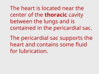 The heart is located near the
center of the thoracic cavity
between the lungs and is
contained in the pericardial sac.
The pericardial sac supports the
heart and contains some fluid
for lubrication.
 