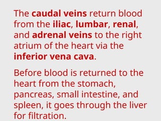 The caudal veins return blood
from the iliac, lumbar, renal,
and adrenal veins to the right
atrium of the heart via the
inferior vena cava.
Before blood is returned to the
heart from the stomach,
pancreas, small intestine, and
spleen, it goes through the liver
for filtration.
 