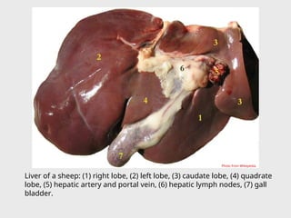 Liver of a sheep: (1) right lobe, (2) left lobe, (3) caudate lobe, (4) quadrate
lobe, (5) hepatic artery and portal vein, (6) hepatic lymph nodes, (7) gall
bladder.
Photo from Wikepedia.
 