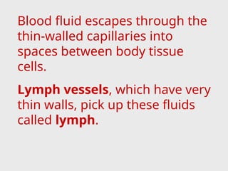 Blood fluid escapes through the
thin-walled capillaries into
spaces between body tissue
cells.
Lymph vessels, which have very
thin walls, pick up these fluids
called lymph.
 