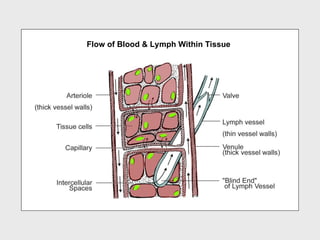 Flow of Blood & Lymph Within Tissue
 