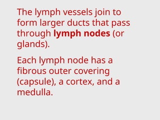 The lymph vessels join to
form larger ducts that pass
through lymph nodes (or
glands).
Each lymph node has a
fibrous outer covering
(capsule), a cortex, and a
medulla.
 