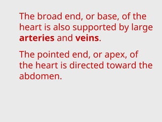 The broad end, or base, of the
heart is also supported by large
arteries and veins.
The pointed end, or apex, of
the heart is directed toward the
abdomen.
 