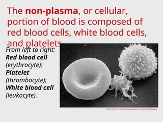The non-plasma, or cellular,
portion of blood is composed of
red blood cells, white blood cells,
and platelets.
Photo from U. S. Federal Government courtesy of Wikipedia.
From left to right:
Red blood cell
(erythrocyte);
Platelet
(thrombocyte);
White blood cell
(leukocyte).
 