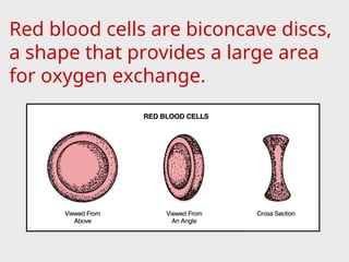Red blood cells are biconcave discs,
a shape that provides a large area
for oxygen exchange.
 