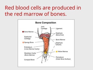 Red blood cells are produced in
the red marrow of bones.
 