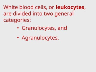 White blood cells, or leukocytes,
are divided into two general
categories:
• Granulocytes, and
• Agranulocytes.
 