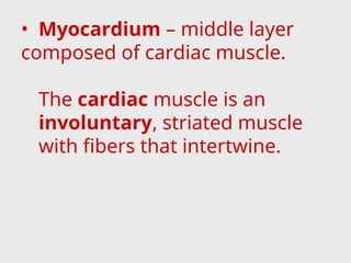 • Myocardium – middle layer
composed of cardiac muscle.
The cardiac muscle is an
involuntary, striated muscle
with fibers that intertwine.
 