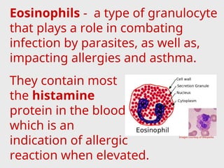 Eosinophils - a type of granulocyte
that plays a role in combating
infection by parasites, as well as,
impacting allergies and asthma.
They contain most of
the histamine
protein in the blood,
which is an
indication of allergic
reaction when elevated.
Images courtesy of Wikipedia.
 